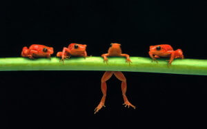 loss aversion frogs