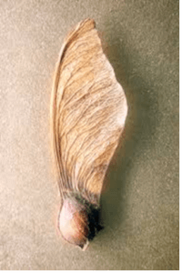seed