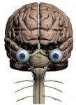 eyes and brain collaborate