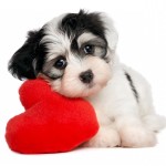 havanese-dog-with-big-heart-wallpaper