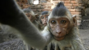 what does selfie-mania tell us about ourselves?