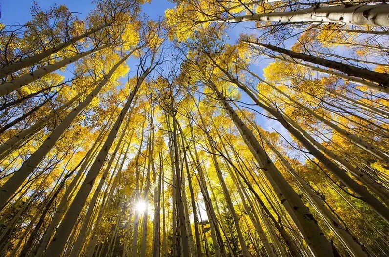 Trees - Three Trillion of them