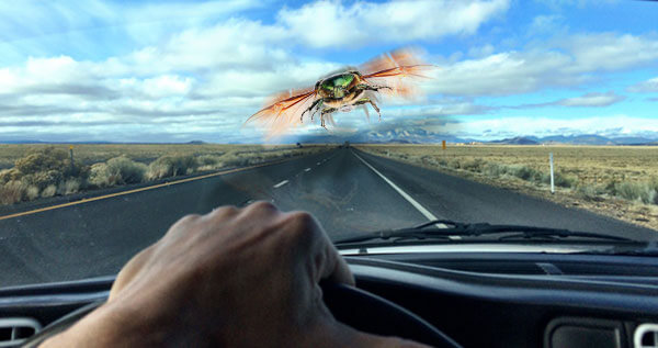 A bug in search of a windshield